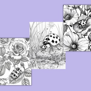 K&ouml;nnte beinhalten: Drei Schwarzwei&szlig;illustrationen mit Marienk&auml;fern und Blumen. Das erste Bild zeigt einen Marienk&auml;fer auf einem Blatt mit Rosen im Hintergrund. Das zweite Bild zeigt einen Marienk&auml;fer auf einem Stein mit Seerosen und Wasser im Hintergrund. Das dritte Bild zeigt einen Marienk&auml;fer auf einer Blume mit anderen Blumen im Hintergrund.