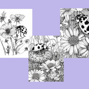 K&ouml;nnte beinhalten: Drei Schwarzwei&szlig;-Zeichnungen von Marienk&auml;fern auf Blumen und einem Pilz. Die Marienk&auml;fer haben schwarze Punkte auf ihren roten Panzern.