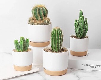 Fioriere salvaspazio decorative da giardino, vasi decorativi per piante da balcone, fioriere ideali per cactus e vasi da fiori