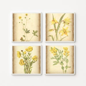 May include: A set of four square coasters featuring botanical illustrations of yellow flowers on a parchment-style background. Each coaster displays a different plant species with green stems and leaves, framed by a white border and distressed edges.
