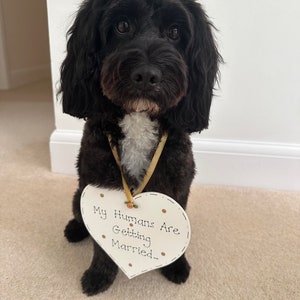 May include: A black dog with a white chest and a heart-shaped sign that reads "My Humans Are Getting Married...". The sign is white with gold polka dots and a small flower. The dog is sitting on a beige carpet.
