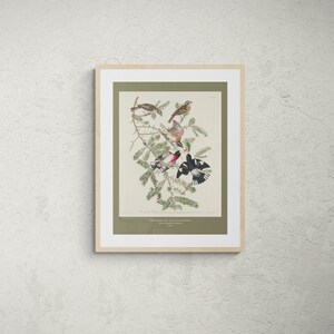 Rose-Breasted GrosBeak, Classical Vintage Art