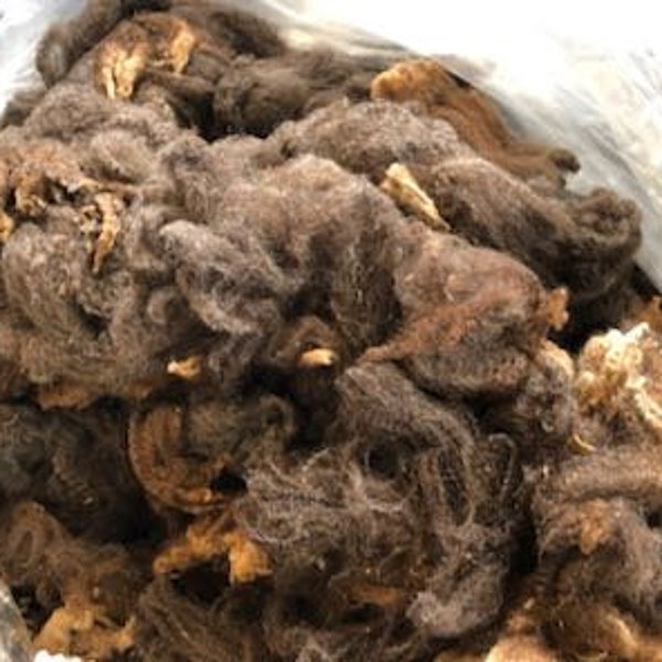 Natural  Dark Brown Merino Raw Wool   1 pound