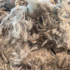 May include: Close-up of a pile of raw, unprocessed wool fibers. The wool is a mix of light and dark brown shades, with a soft, textured appearance. The fibers are loosely clumped together, showing the natural crimp and texture of the wool.