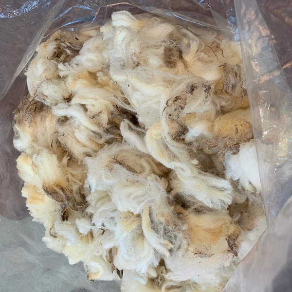 Fresh Fleece  Raw Merino wool sheared in May  1 pound
