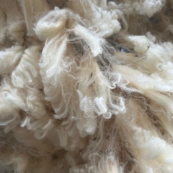 COVERED Raw  MERINO WOOL Fleece in natural cream  for spinning/felting