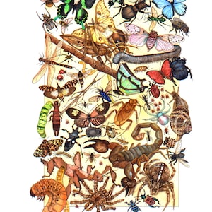 May include: A colorful illustration of various insects and arachnids, including butterflies, beetles, spiders, and a scorpion. The insects are depicted in a variety of poses and colors, and the illustration is set against a yellow background.
