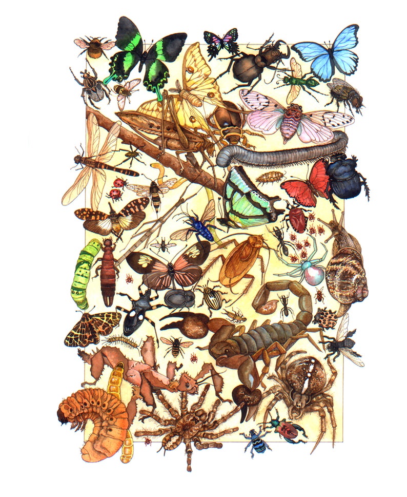 May include: A colorful illustration of various insects and arachnids, including butterflies, beetles, spiders, and a scorpion. The insects are depicted in a variety of poses and colors, and the illustration is set against a yellow background.