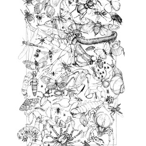 May include: A black and white illustration of a variety of insects, including butterflies, beetles, spiders, and caterpillars. The insects are arranged in a random pattern, creating a busy and intricate design.
