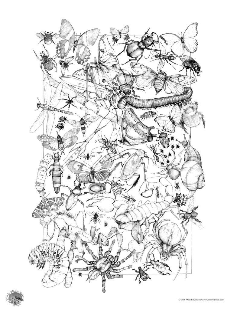 May include: A black and white illustration of a variety of insects, including butterflies, beetles, spiders, and caterpillars. The insects are arranged in a random pattern, creating a busy and intricate design.
