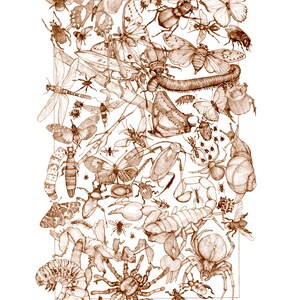 May include: A detailed pen and ink drawing of various insects and arachnids, including butterflies, beetles, spiders, and a centipede. The drawing is done in shades of brown and white and is set against a white background.