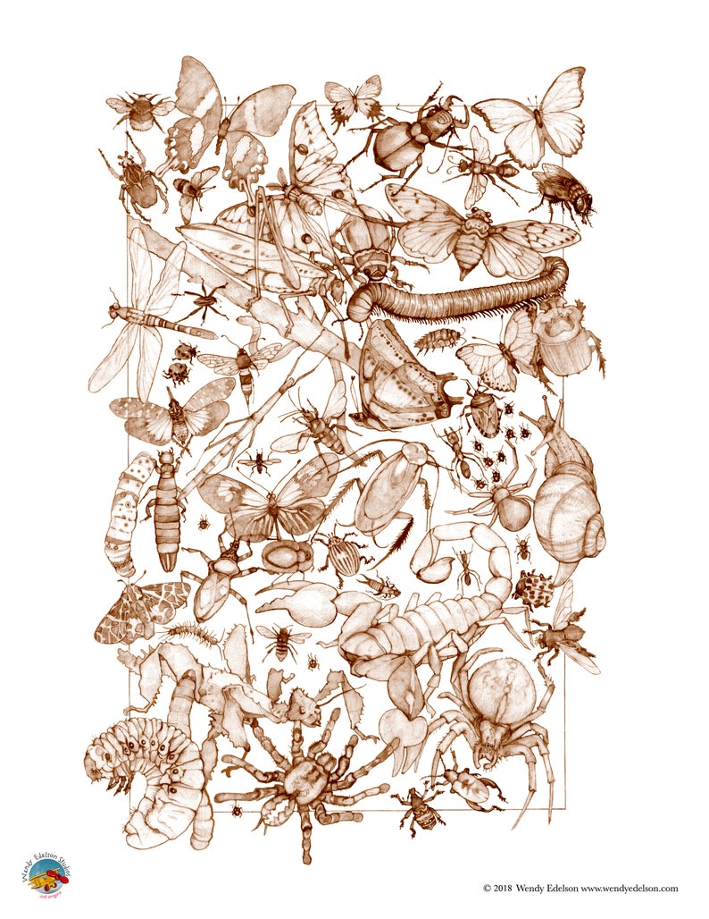 May include: A detailed pen and ink drawing of various insects and arachnids, including butterflies, beetles, spiders, and a centipede. The drawing is done in shades of brown and white and is set against a white background.