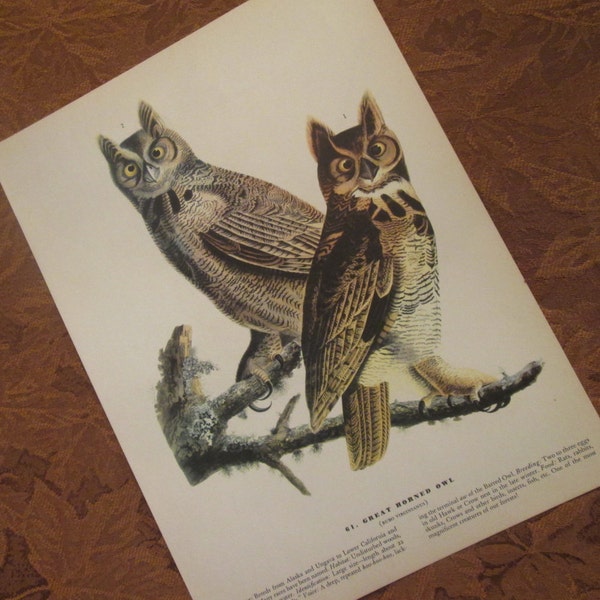 RESERVED - Vintage Owl Illustration - Great Horned Owl