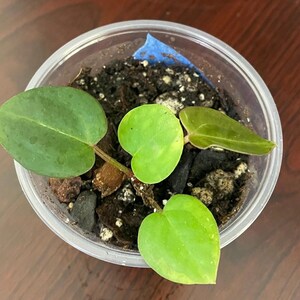 Anthurium Dark Form Forgetii x Red Crystallinum Startplan