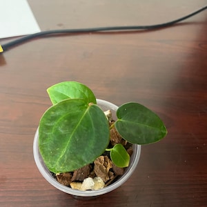 Anthurium Dark Form Forgetii x Tezula Red Crystallinum Startplan