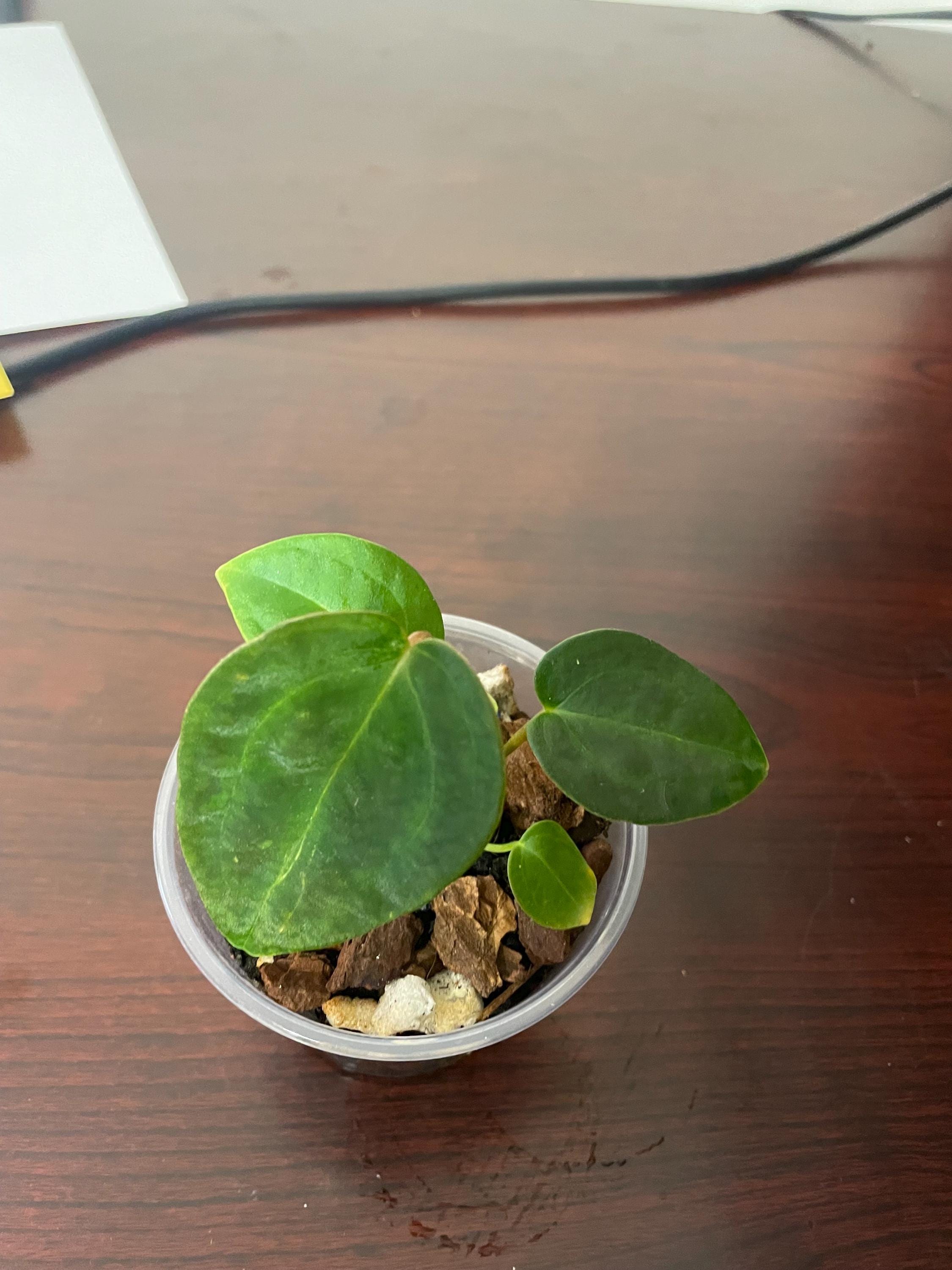 AMAZON | 【Anthurium Regale】 存在感を放つアンスリウムレガレ