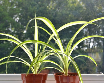 Baby Spider Plant (Vittatum)