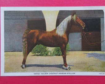 The Three Graces W.K. Kellogg Arabian Horse Ranch  Vintage Postcard/Travel Souvenir