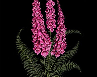 Foxglove and Fern - Print