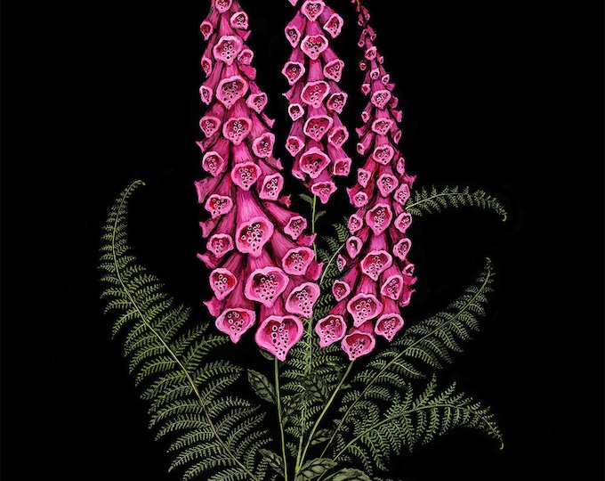 Foxglove and Fern - Print