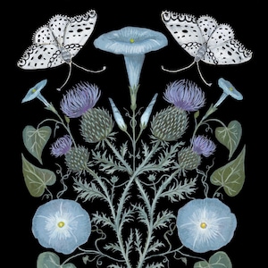 Morning Glory and Thistle - Print