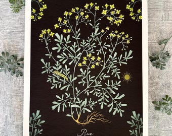 Może przedstawiać: Botaniczna ilustracja ruty, rośliny kwitnącej z zielonymi liśćmi i żółtymi kwiatami na czarnym tle. Ilustracja jest w stylu vintage z złotymi akcentami.
