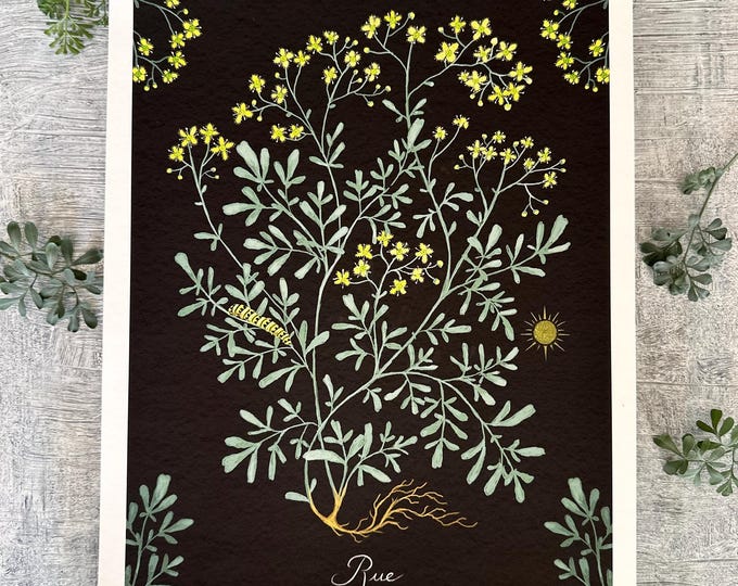 Rue - Botanical Art - Herbal Art - Print