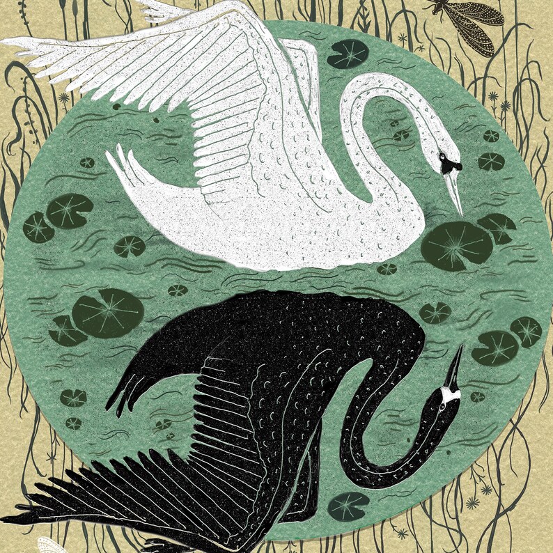 Reflection - Swan Art - Print - Etsy