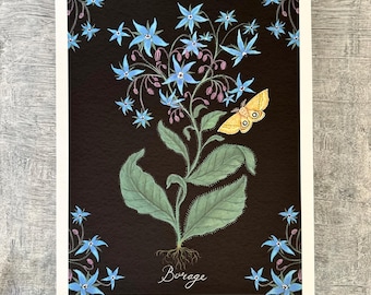 Borage - Botanical Art - Herbal Art - Print