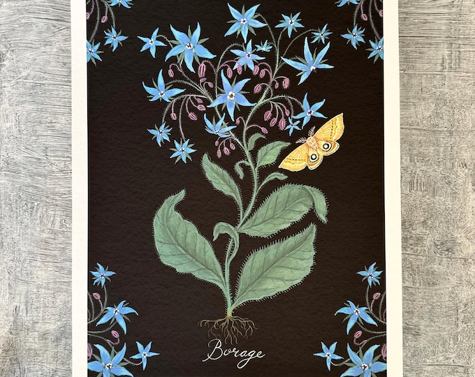 Borage - Botanical Art - Herbal Art - Print