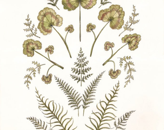 Geranium & Fern - Print