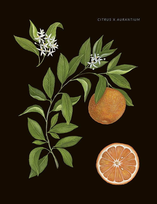 Citrus x aurantium Print