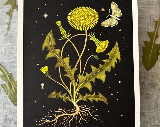 Dandelion - Botanical Herbal Art - Print