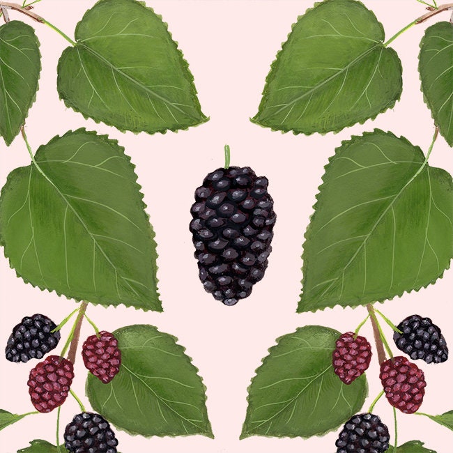 morus-nigra-print