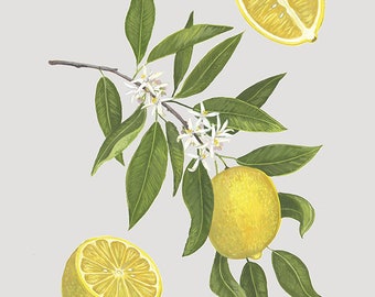 Citrus limon - Print