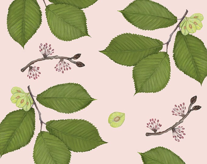Ulmus glabra - Print