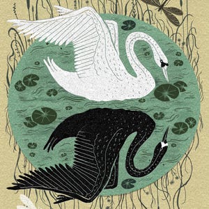 Odbicie - Sztuka Łabędzia - Wydruk