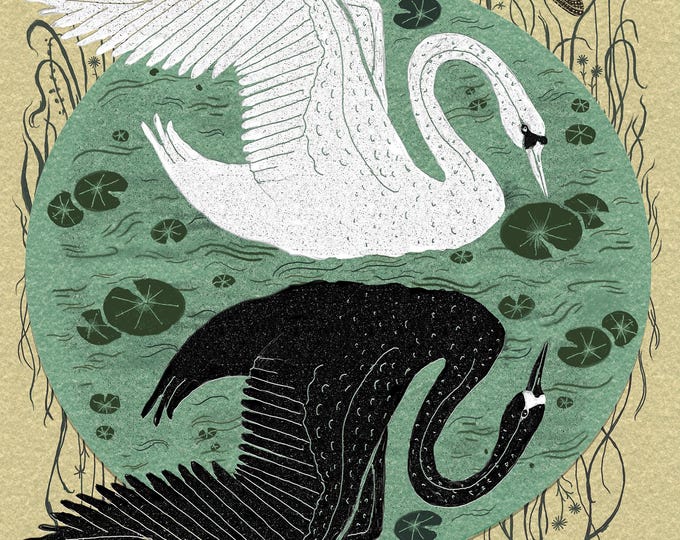 Reflection - Swan Art - Print