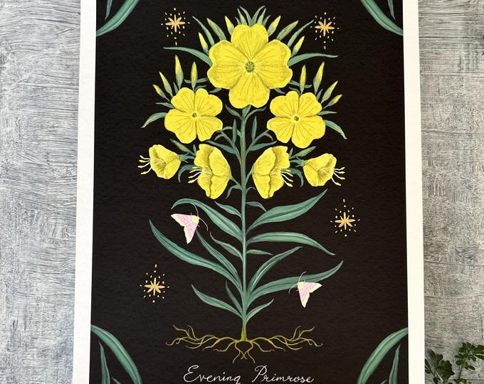 Evening Primrose - Botanical Art - Herbal Art - Print