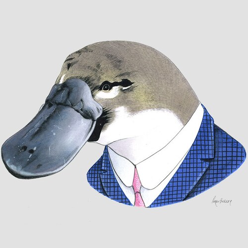 platypus-print-8x10-etsy