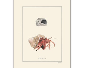 Natural Values print - Growth - Hermit Crab - Scientific Illustration - Nature Art - Inspirational - Ryan Berkley - Wall Art - Graduation