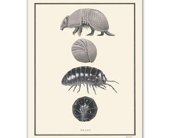 Natural Values print - Adapt - Armadillo - Nature Art - Inspirational - Ryan Berkley - Illustration - Wall Art - Scientific Illustration