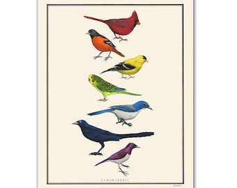 Natural Values print - Camaraderie - Bird Art - Rainbow - Nature Art - Inspirational - Ryan Berkley - Illustration - Wall Art - Diversity