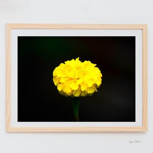 DIGITAL FILE, Printable Wall Art, Flower Photo, Nature Photography