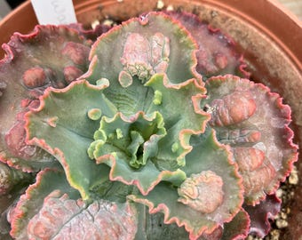 Echeveria a mitad de camino
