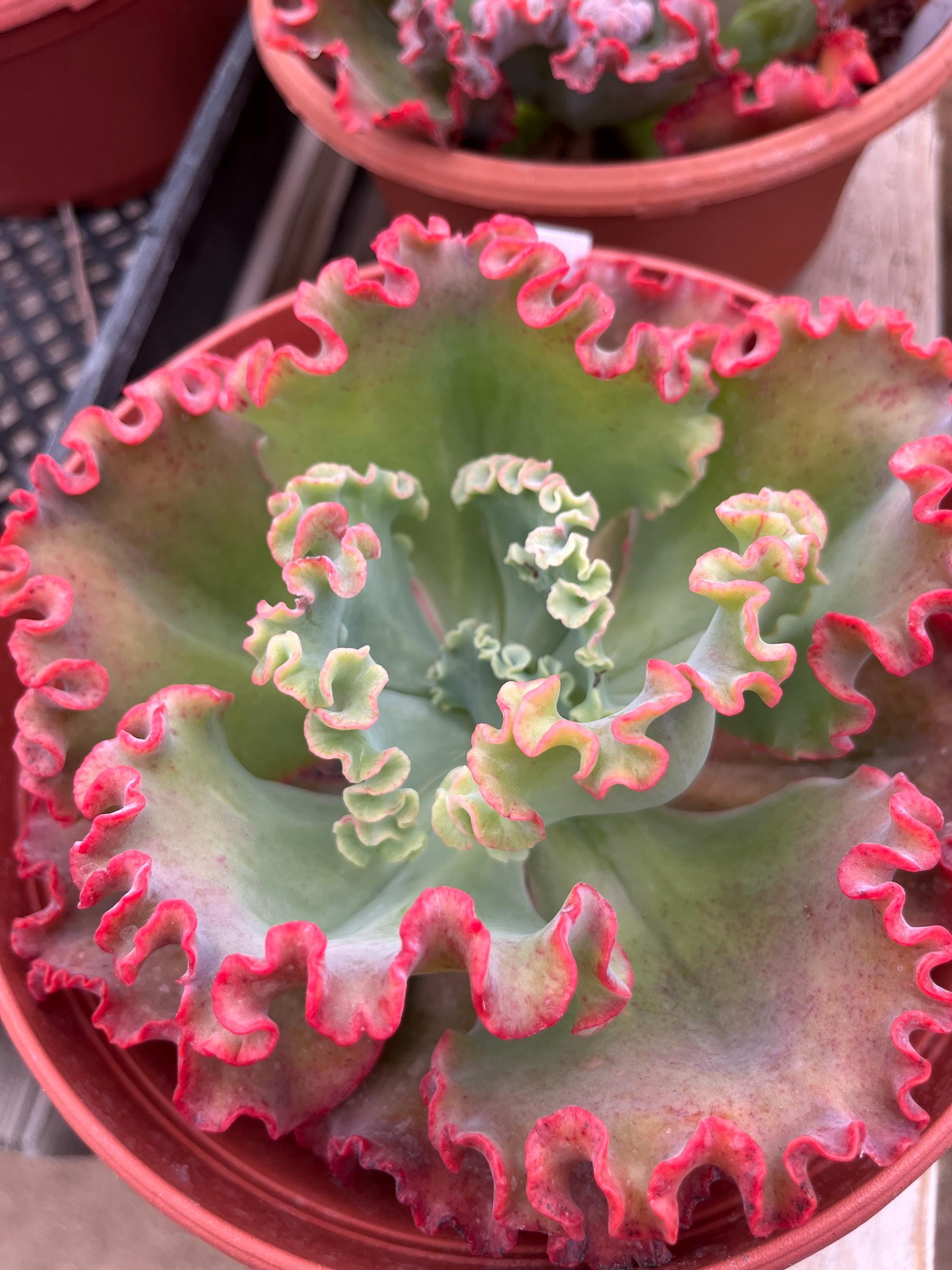 ジャケット・アウター echeveria Leather Switiching WorkJKT OVY Echeveria Dick Wright - Etsy