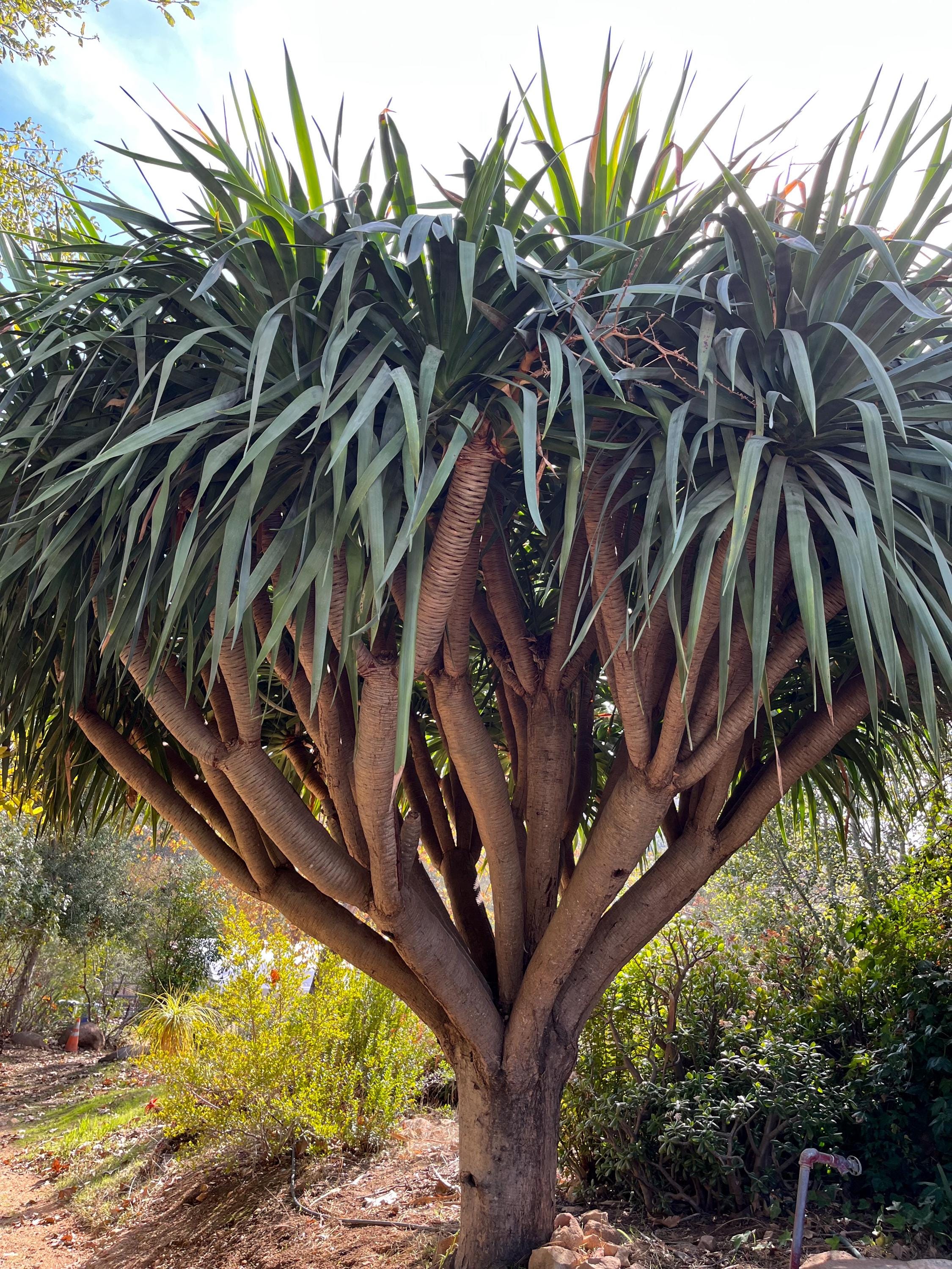 ドラセナシナバリ ドラセナ シナバリ Dracaena cinnabari 本物の龍血樹 ドラゴン
