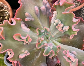 Los mejores caramelos de Echeveria