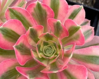 Bruja rosa Aeonium