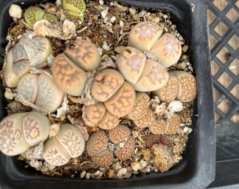 Lithops